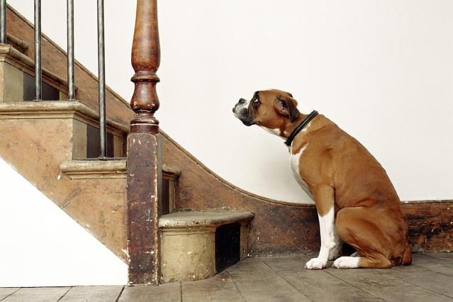 犬にとって階段はキツイ