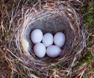 鳥が巣を作ったときの対処法