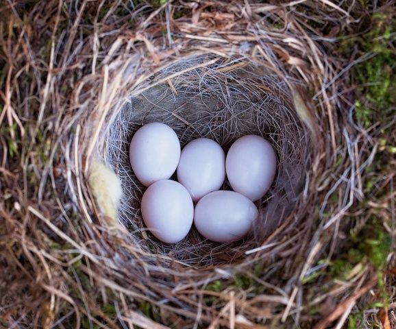 鳥の巣の撤去は法律違反 鳥が巣を作ったときの対処法 不動産コラムサイト いえらぶコラム