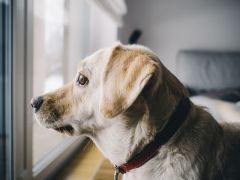 ペット可マンションでトラブルを未然に防ぐ