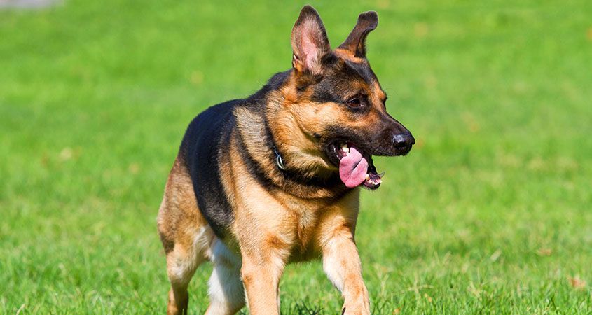 人に飛びかかる・噛む