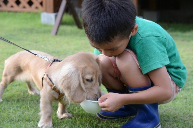 犬と遊ぶ