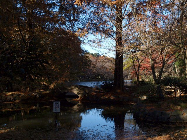 吉祥寺のオアシス、井の頭公園