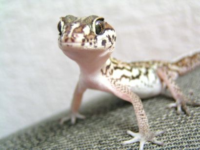 沖縄に来たら避けて通れない ヤモリトラブル 不動産コラムサイト いえらぶコラム 沖縄に来たら避けて通れない ヤモリトラブル 不動産コラムサイト いえらぶコラム