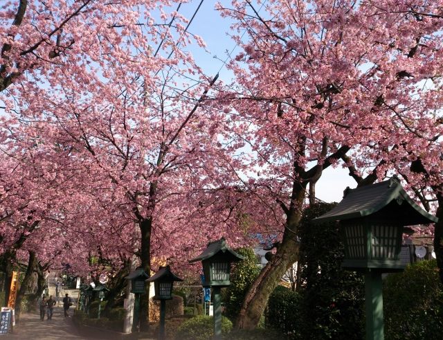 川口市の桜