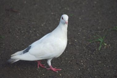 鳩を撃退する方法は⁉マンションにありがちなハトの被害！