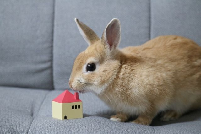 集合住宅で飼いやすいペット ウサギの飼育方法を紹介 不動産コラムサイト いえらぶコラム