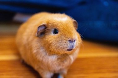 集合住宅で飼いやすいおススメペット!モルモットの飼育方法を紹介!