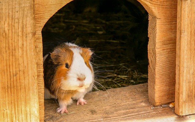 集合住宅で飼いやすいおススメペット モルモットの飼育方法を紹介 不動産コラムサイト いえらぶコラム 集合住宅で飼いやすいおススメペット モルモットの飼育方法を紹介 不動産コラムサイト いえらぶコラム