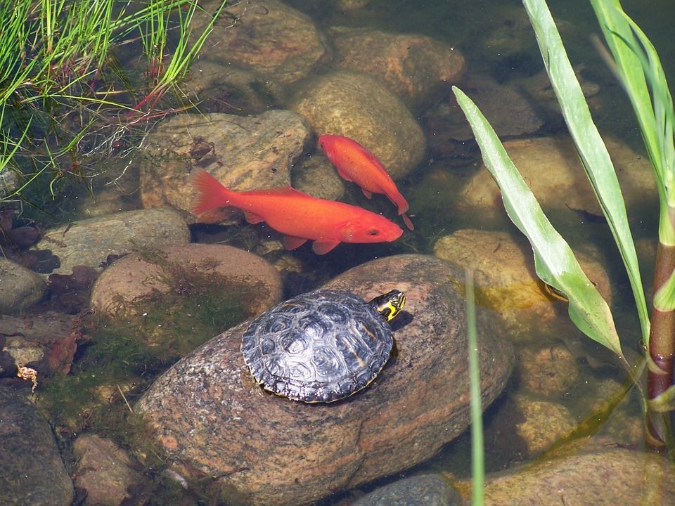 カメと金魚