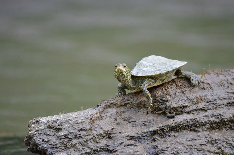 水辺で遊んでいるカメ