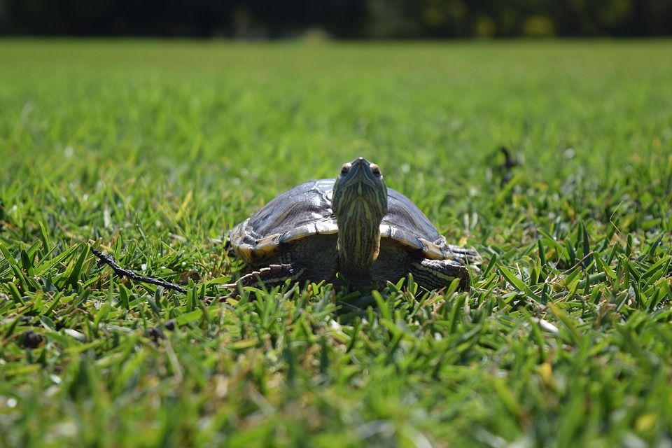 日光浴中のカメ