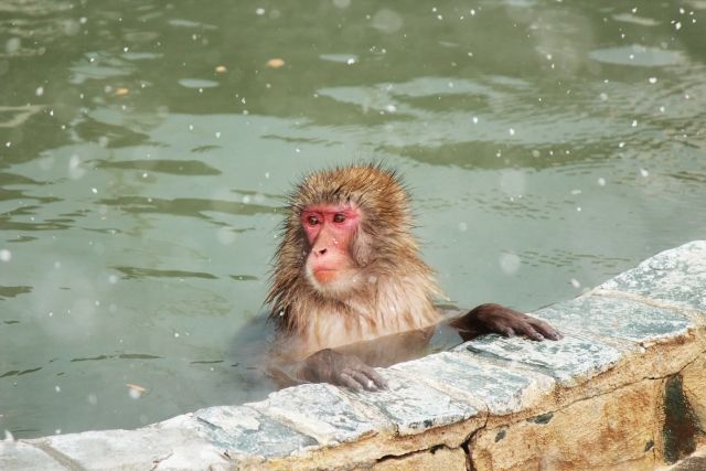 青森県の不老不死温泉に浸かる猿