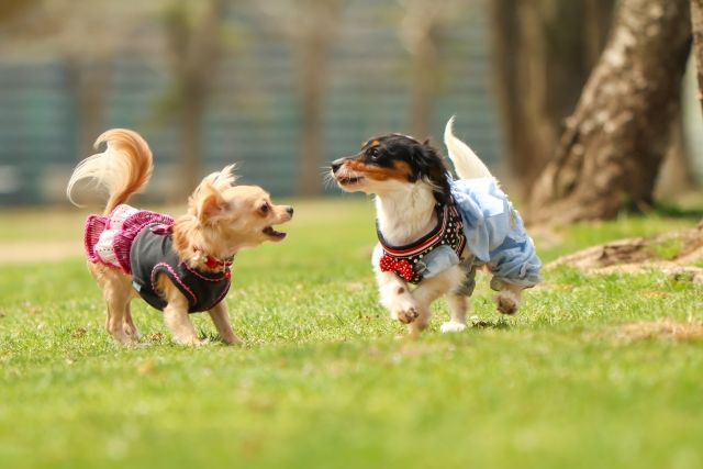 遊ぶ犬