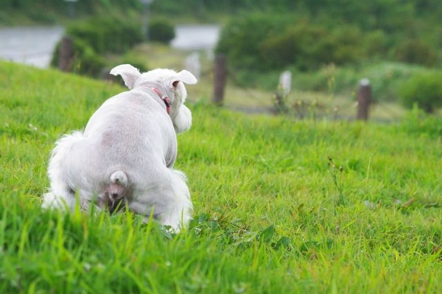 困った 愛犬のしつけ トイレのしつけがうまくいかないあなたに 不動産コラムサイト いえらぶコラム