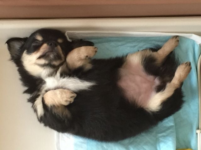 困った 愛犬のしつけ トイレのしつけがうまくいかないあなたに 不動産コラムサイト いえらぶコラム