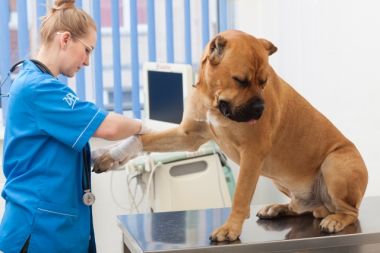 動物病院で診察を受ける愛犬