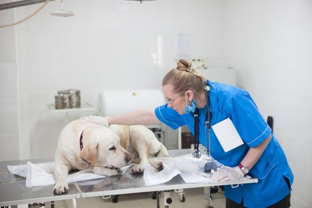 動物病院で治療中の愛犬