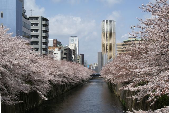 目黒区 目黒川の桜