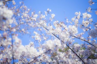 一人暮らしが始まる4月の風景