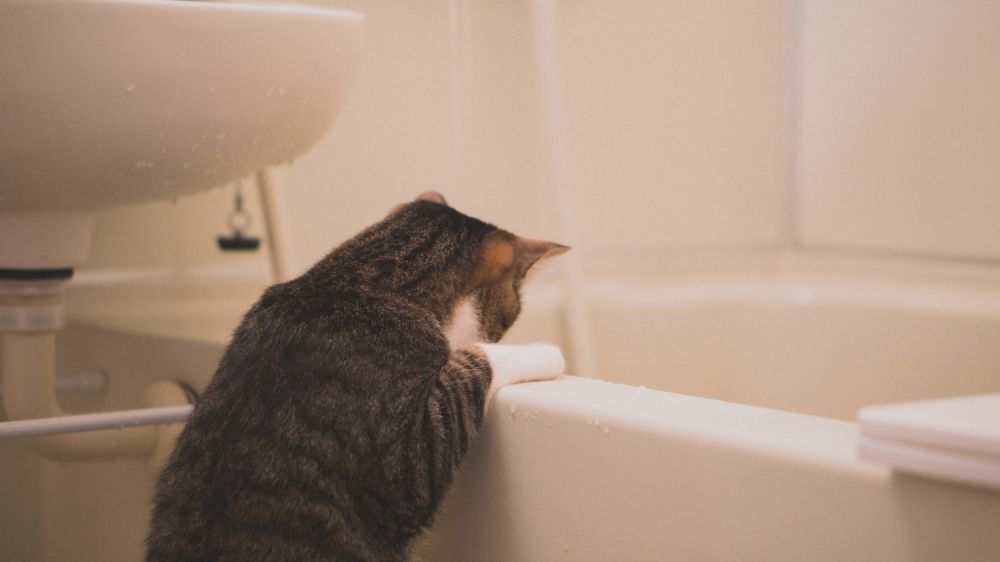浸け置き中のシャワーカーテンを覗く猫