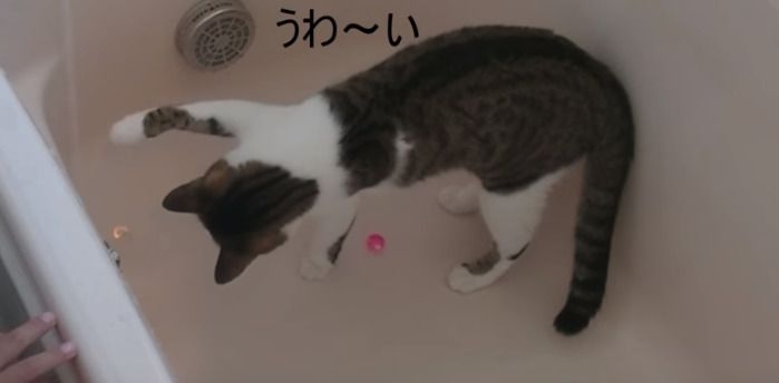 お風呂に入れられる猫