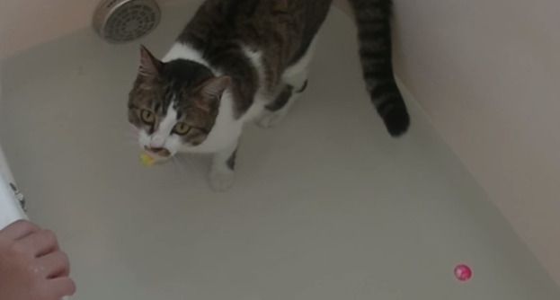 お風呂の中で遊ぶ猫
