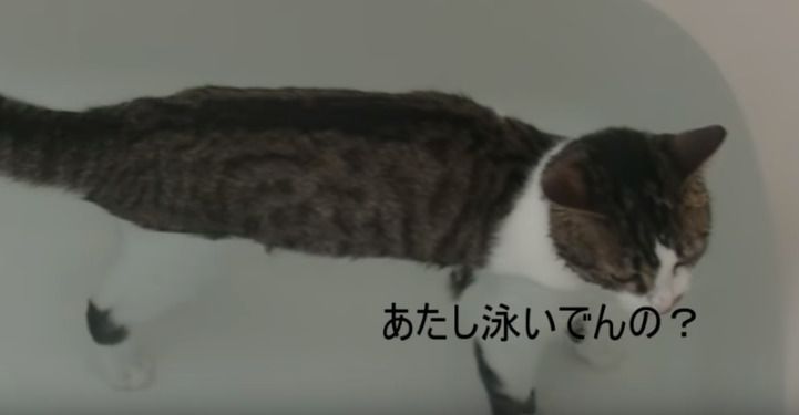 お風呂に入っていることに気づいていない猫