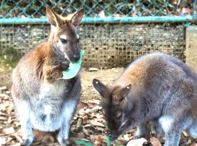 許可なしでも飼育可能 自宅で飼える珍しい動物 不動産コラムサイト いえらぶコラム