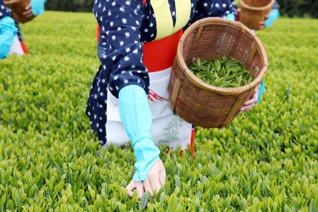 茶摘みをする女性