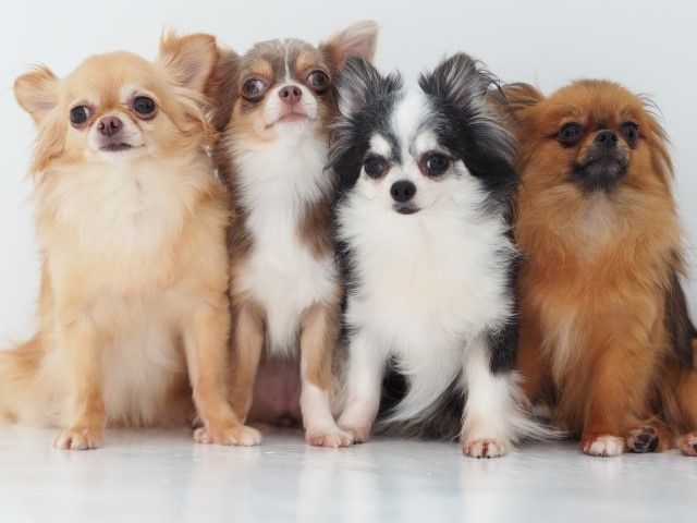 ミックス犬の魅力とは 人気の種類をご紹介 不動産コラムサイト いえらぶコラム ミックス犬の魅力とは 人気の種類をご紹介 不動産コラムサイト いえらぶコラム