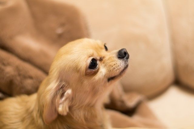 ミックス犬のチワックス