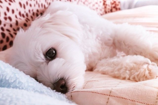 ミックス犬の魅力とは 人気の種類をご紹介 不動産コラムサイト いえらぶコラム