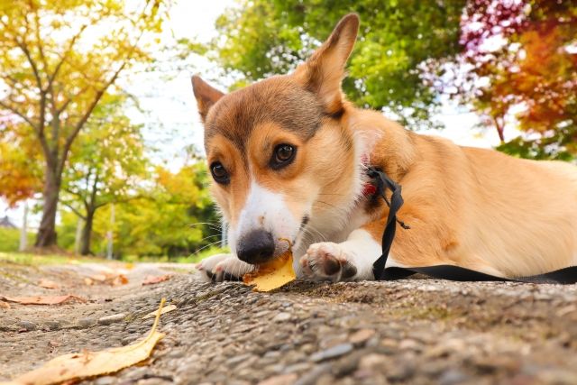 ミックス犬のシバーギー