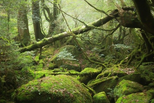 鹿児島の屋久島