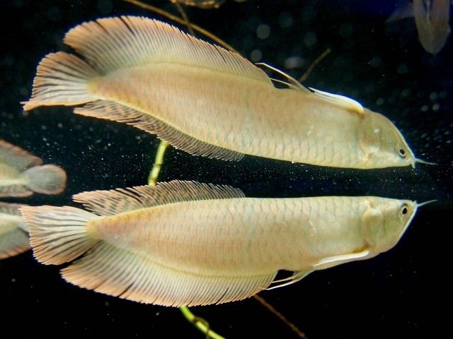 大型魚の魅力とは 飼う際に最低限必要な物と心構えをご紹介 不動産コラムサイト いえらぶコラム