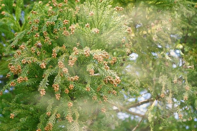 飛散するスギ花粉