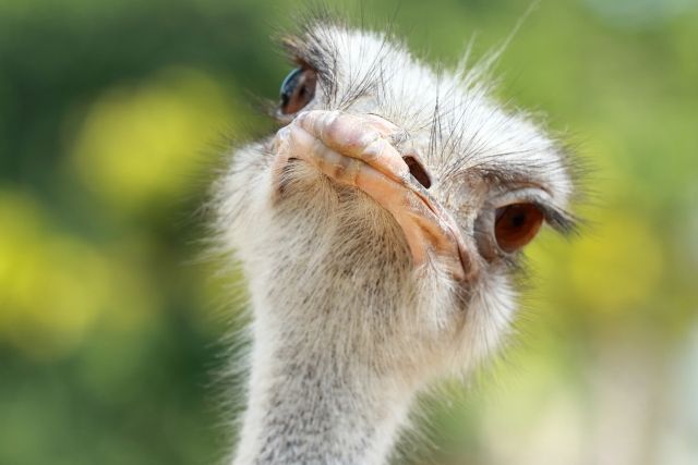 ダチョウらんど沖縄で飼育されているダチョウ