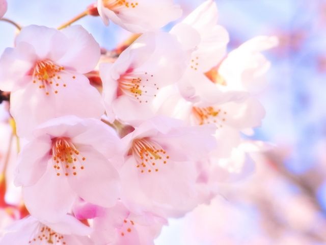 入学式をイメージした桜