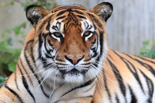 旭川の動物園トラ