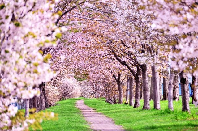 函館の魅力　公園の桜
