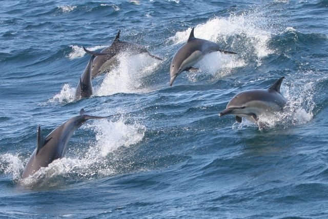 北海道のふるさと納税③：返礼品は食べ物だけじゃない！