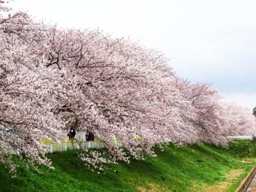 桜の並木