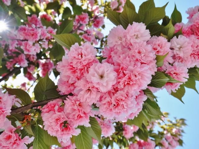 桜　八重桜