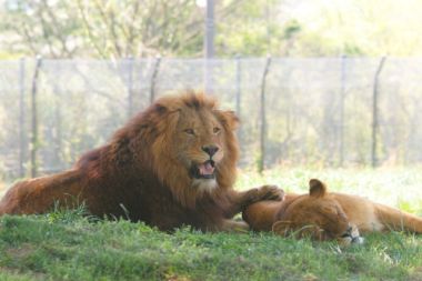 一関市 サファリパーク