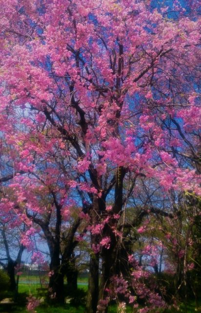 岩手北上市　桜