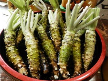日本食文化 ワサビ
