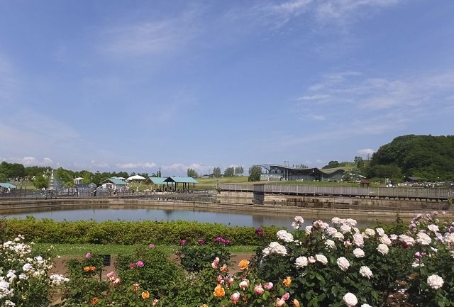 新潟県　長岡市　バラ園