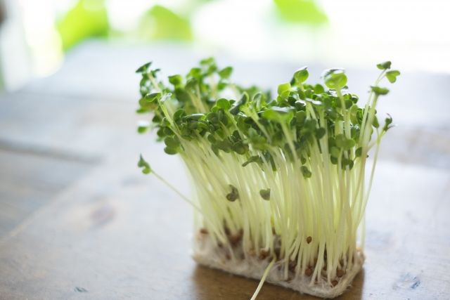 発芽野菜の日　