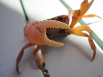 カニカマの日 由来